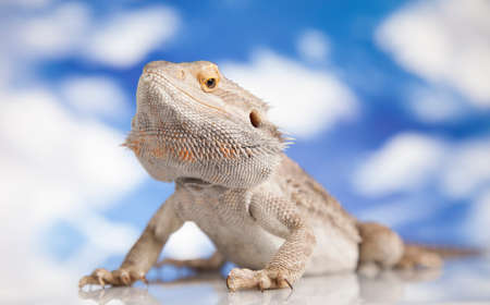 Beutiful Bearded Dragon Llizard, agamaの写真素材