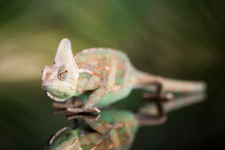 Chameleon,lizard on green backgroundの写真素材