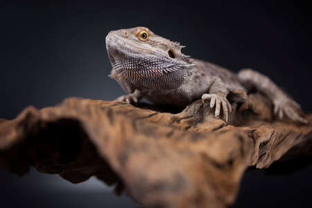 Agama bearded on black background, reptileの写真素材