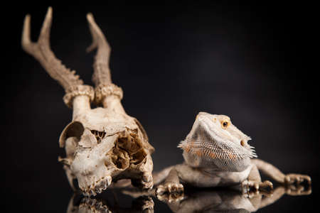 Skull, Lizard, Agama, Antlers, dragon and skullの写真素材
