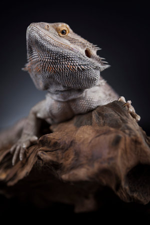 Lizard, Agama, small dragon, mirror background