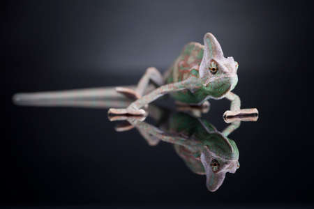 Chameleon lizard isolated on black mirror backgroundの写真素材