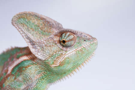 Chameleon lizard isolated on white backgroundの写真素材