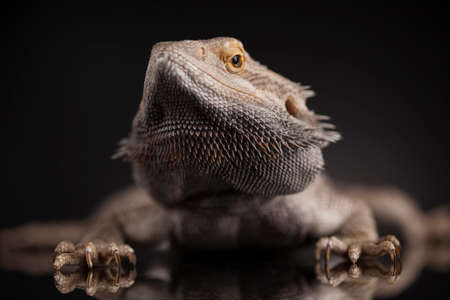 Pet, lizard Bearded Dragon on black backgroundの写真素材