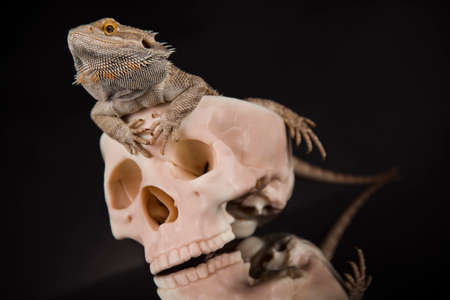 Lizard, skull on black mirror backgroundの写真素材