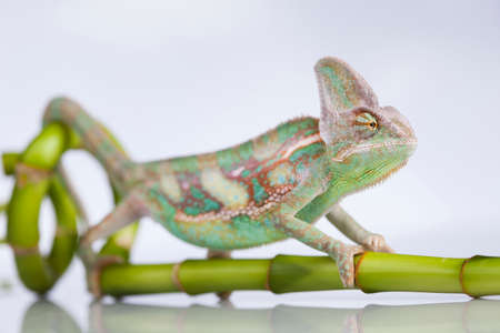 Isolated white reptile chameleonの写真素材
