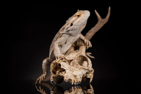 Antlers, Dragon lizard  on black mirror backgroundの写真素材