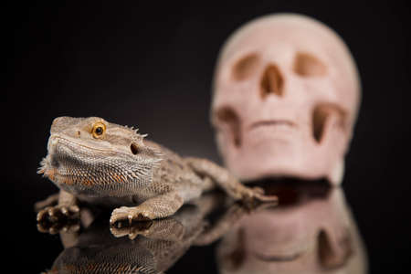 Lizard, Agama, dragon and skullの写真素材