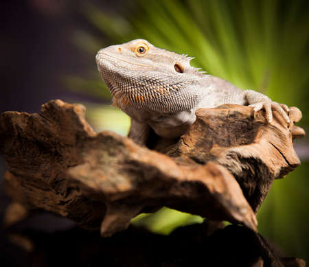 Root Bearded Dragon, Agama Lizardの写真素材