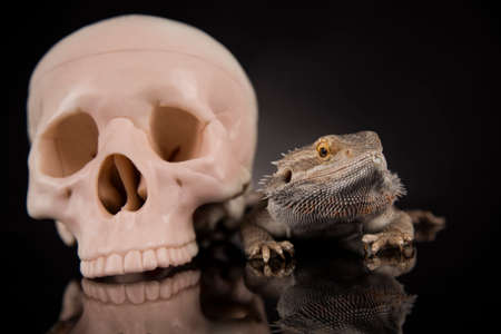 Human skull,Agama bearded, lizard backgroundの写真素材