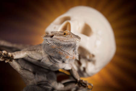 Lizard, Agama, dragon and skullの写真素材