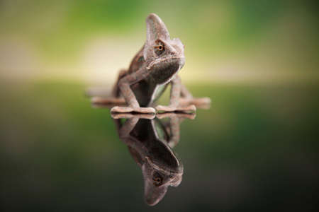 Chameleon,lizard on green backgroundの写真素材