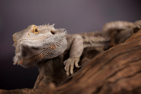 Lizard, Agama, small dragon, mirror background