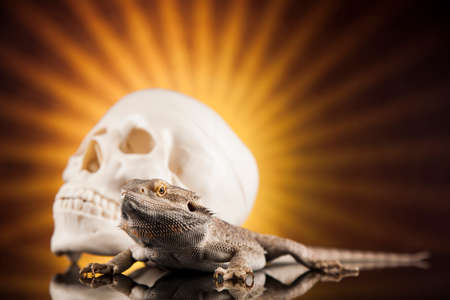 Human skull,Agama bearded, lizard backgroundの写真素材