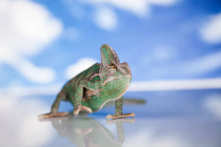 Sky background, reptile, Chameleon lizardの写真素材
