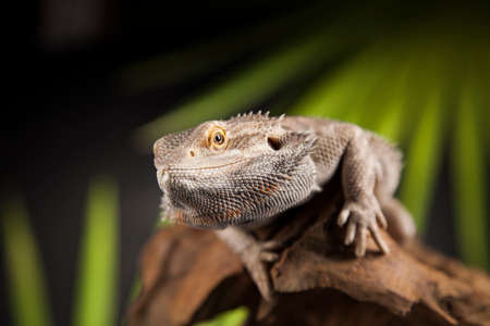 Agama bearded on black background, reptileの写真素材