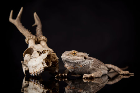 Skull, Lizard, Agama, Antlers, dragon and skull