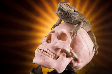 Lizard, Agama, dragon and skullの写真素材