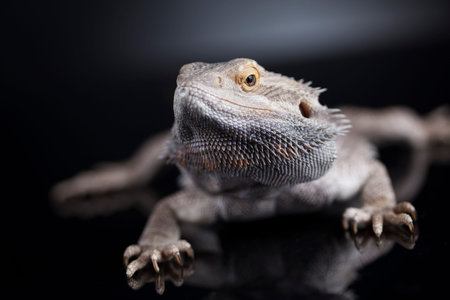 Pet, lizard Bearded Dragon on black background