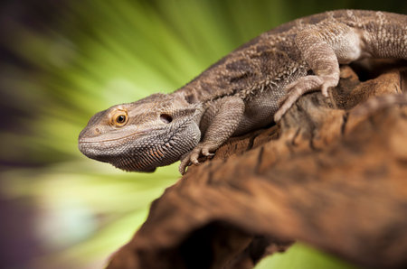 Agama bearded on black background, reptile