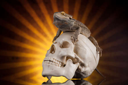 Lizard, skull on black mirror backgroundの写真素材
