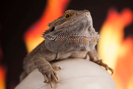 Lizard, Fire agama on black mirror backgroundの写真素材