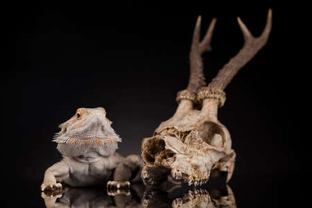 Skull, Lizard, Agama, Antlers, dragon and skullの写真素材