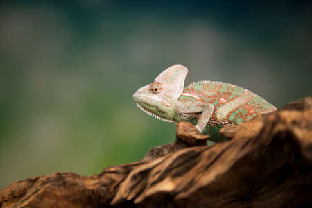 Green chameleon,lizard on green backgroundの写真素材