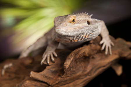 Agama bearded on black background, reptile
