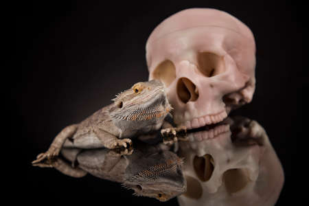 Skull, Agama bearded, lizard backgroundの写真素材
