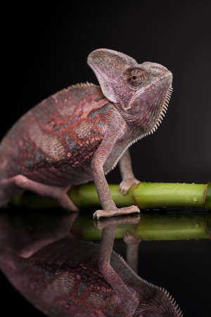 Chameleon on bamboo on a black backgroundの写真素材