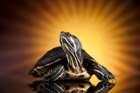 Water turtle, animal