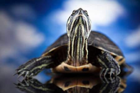 Water turtle, animal