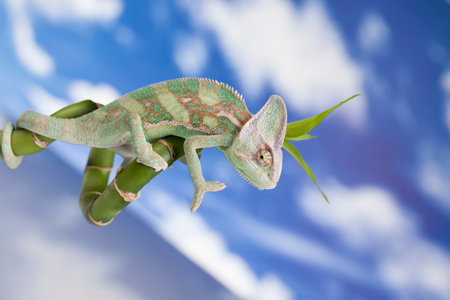 Green chameleon,lizard on sky backgroundの写真素材