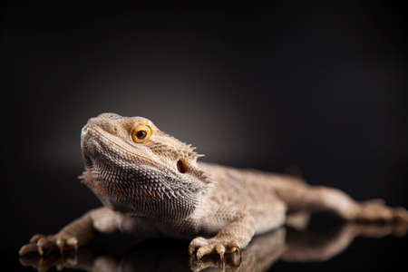 Lizard, Agama, small dragon, mirror backgroundの写真素材
