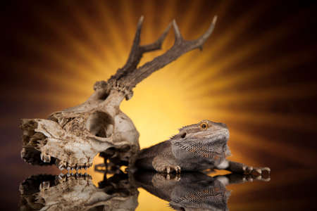 Skull, Lizard, Agama, Antlers, dragon and skullの写真素材