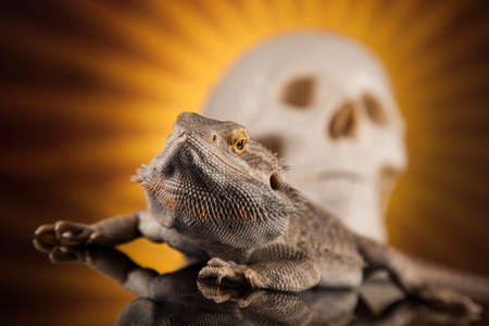 Human skull,Agama bearded, lizard backgroundの写真素材