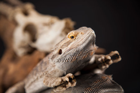 Skull, Lizard, Agama, Antlers, dragon and skullの写真素材