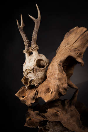 Weathered deer skull, black mirror backgroundの写真素材