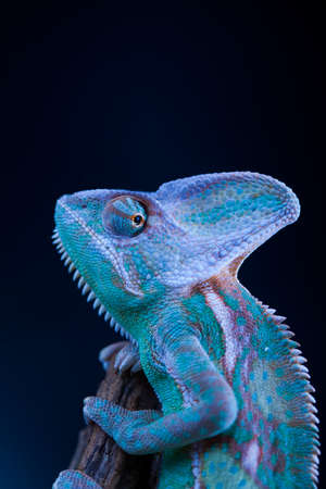 Green chameleon, lizard backgroundの写真素材
