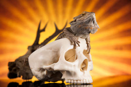 Lizard, Agama, dragon and skullの写真素材
