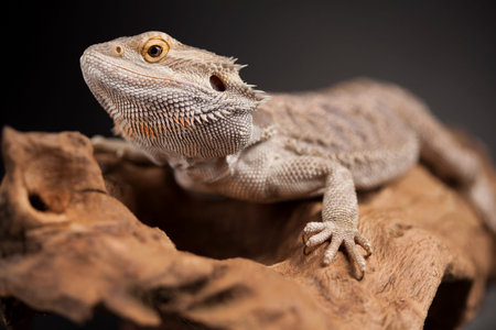 Pet, lizard Bearded Dragon on black background