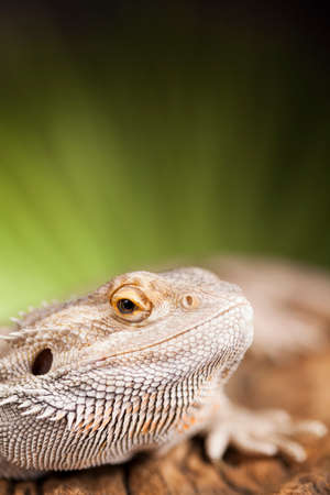 Agama bearded on black background, reptileの写真素材