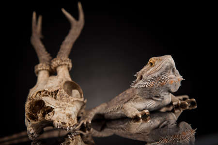 Skull, Lizard, Agama, Antlers, dragon and skullの写真素材
