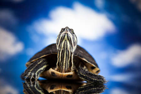 Water turtle, animalの写真素材