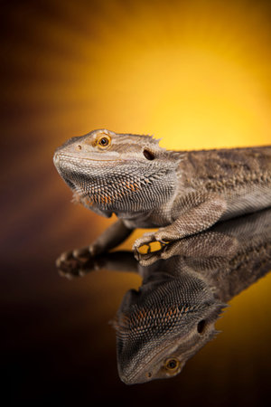 Animal Lizard, Bearded Dragon on sun backgroundの写真素材