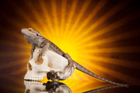 Lizard, skull on black mirror backgroundの写真素材