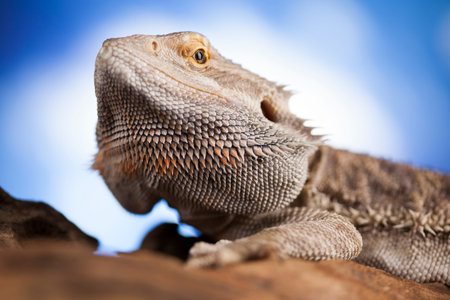 Agama bearded on black background, reptile