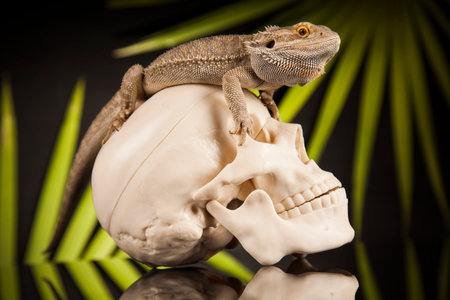 Lizard, skull on black mirror background