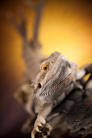 Lizard, Agama, Antlers, dragon and skullの写真素材